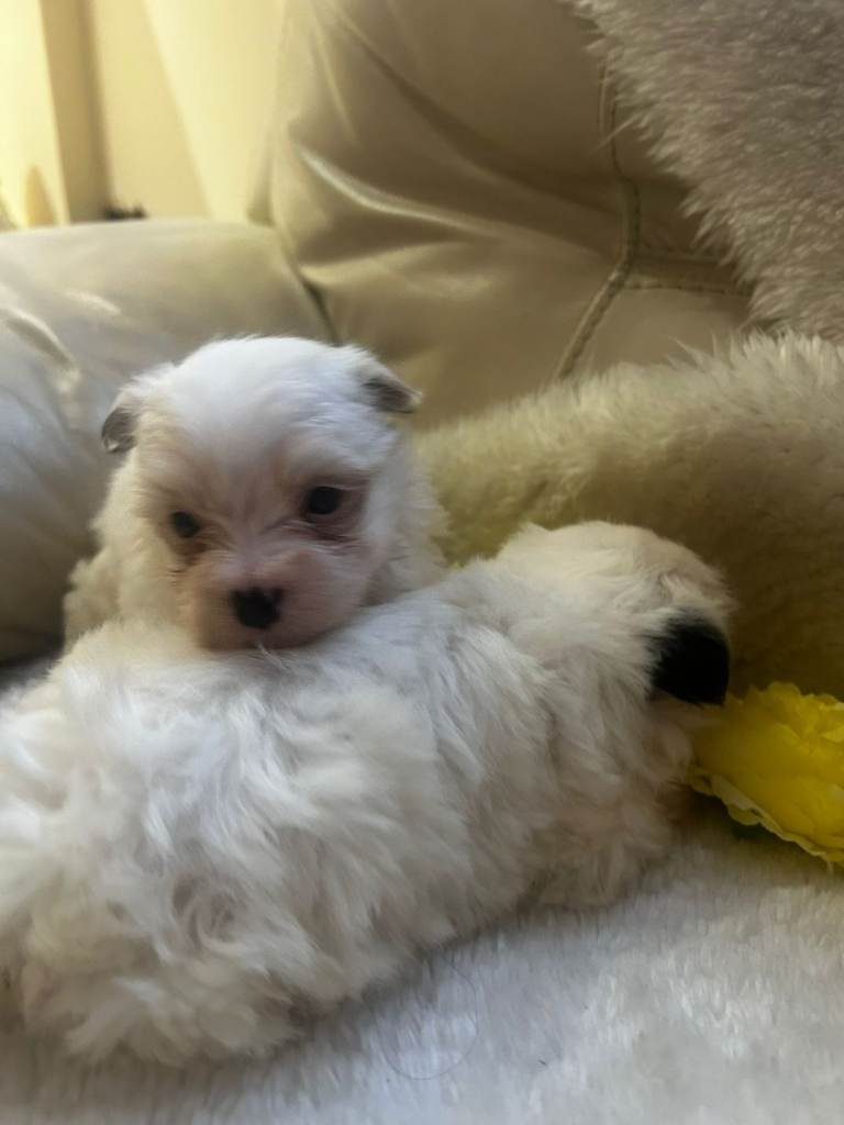 Yorkshire pups for sale