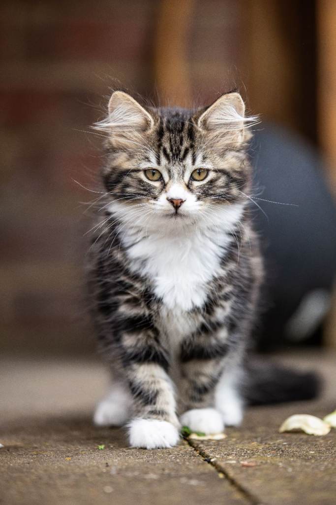 Little gorgeous Kittens.  Ready to go