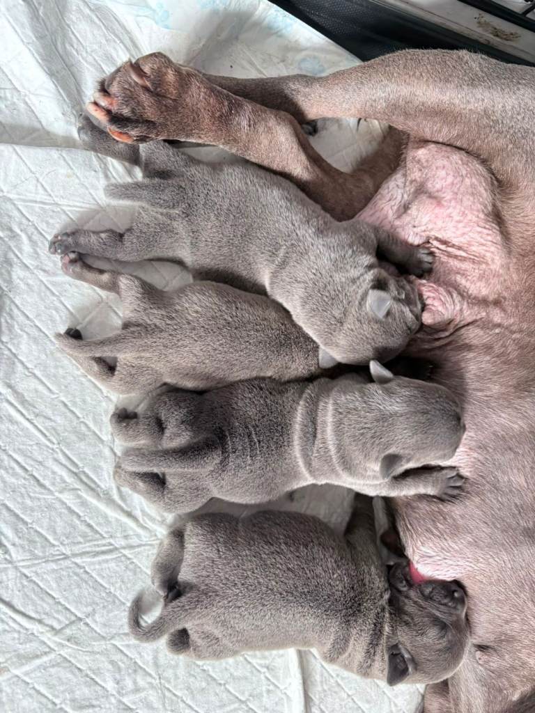 Blue staffy pups 