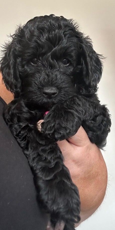 Super health tested Cavapoo