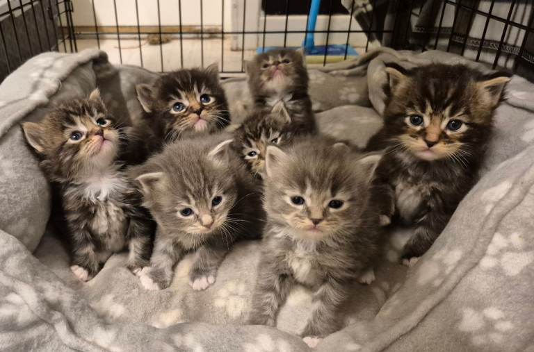 Maine coon X Ragdoll kittens