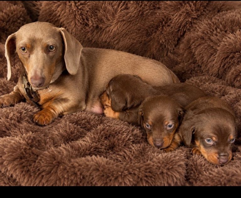 Miniature dachshund puppy’s 