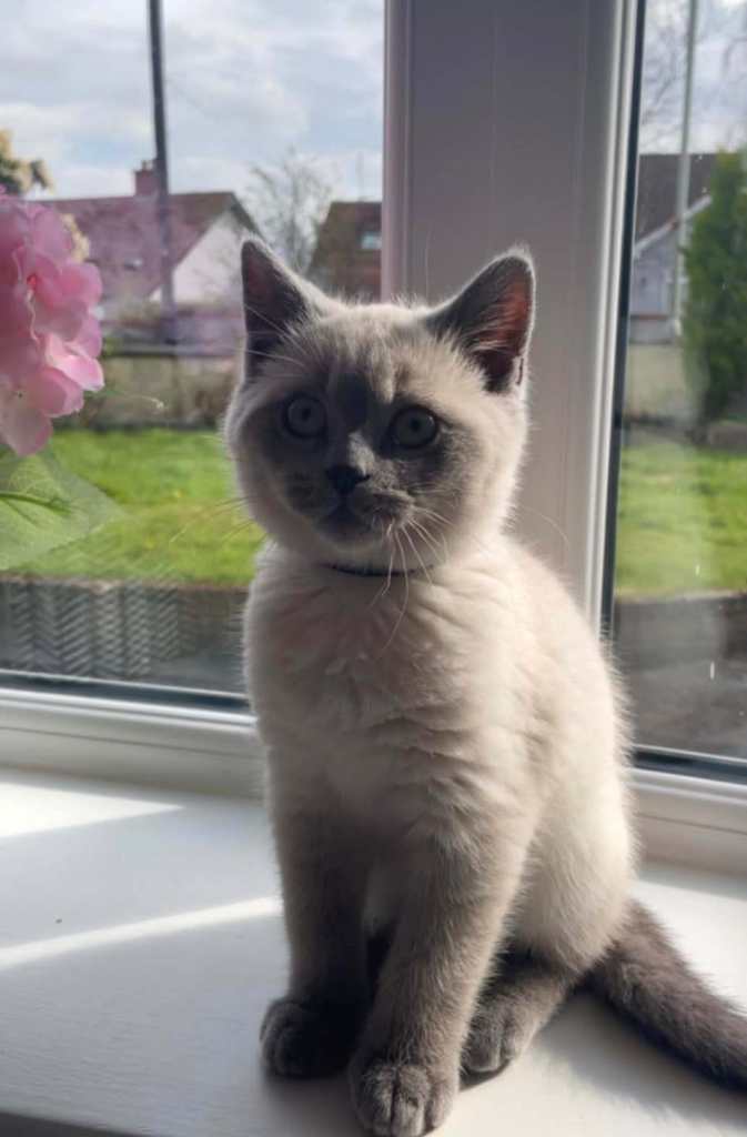 British shorthair