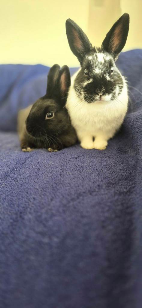 Rabbit home visiting and sitting 