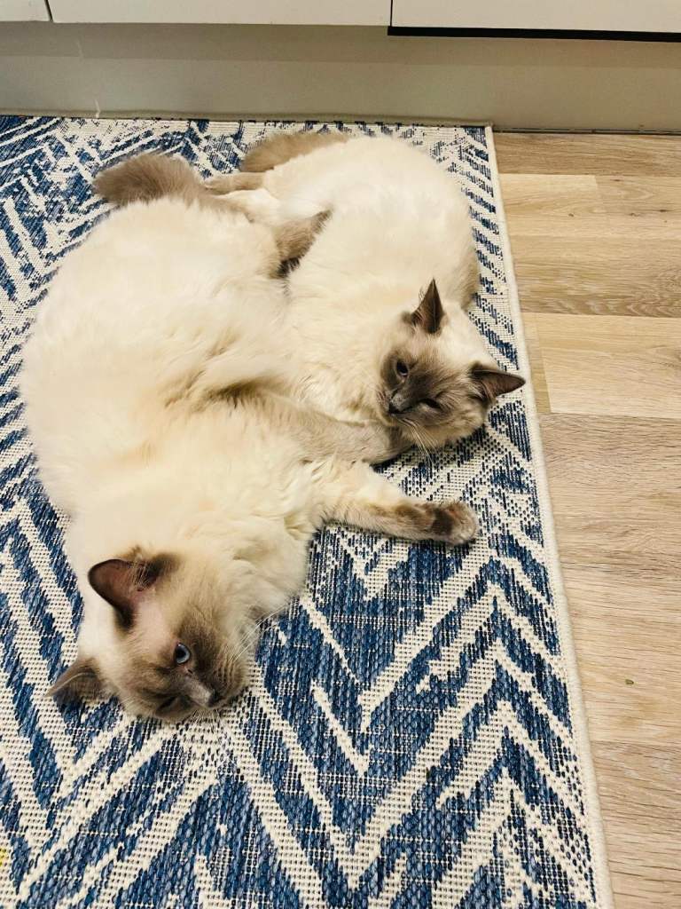 Beautiful Bonded Pair of Ragdoll Cats for Sale
