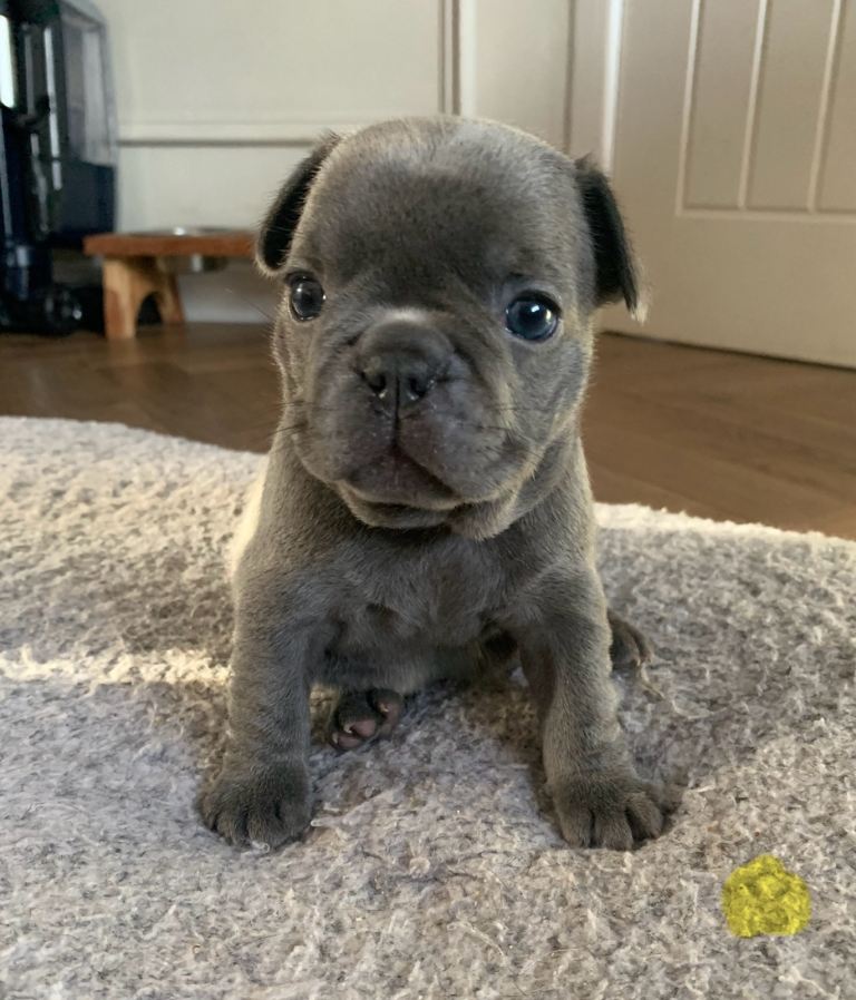 French bulldog puppies for sale 
