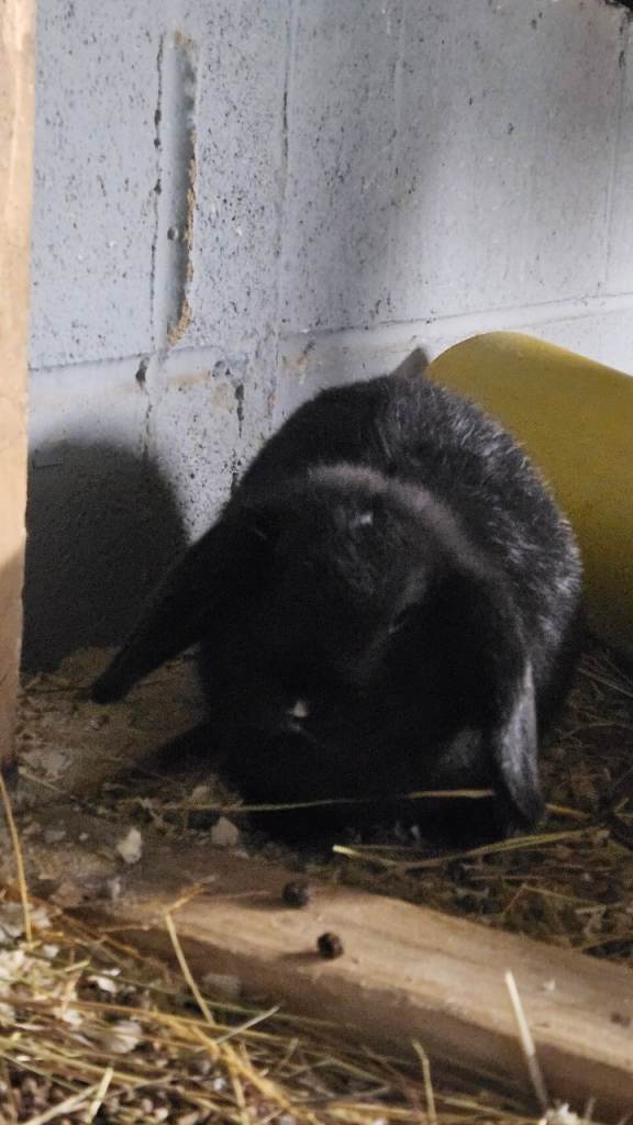 Teddy/lops