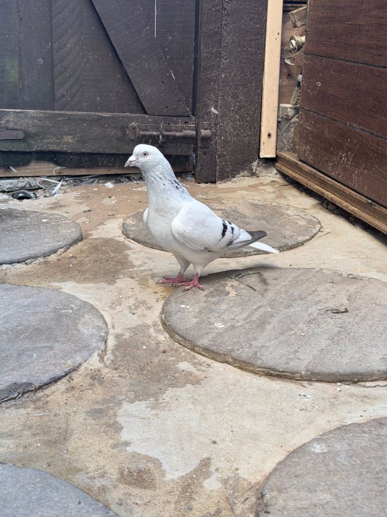 pigeons for sale