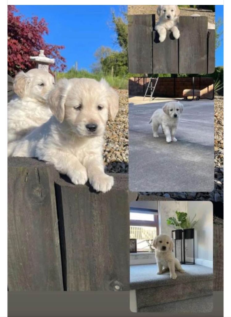 Golden retriever male and female 