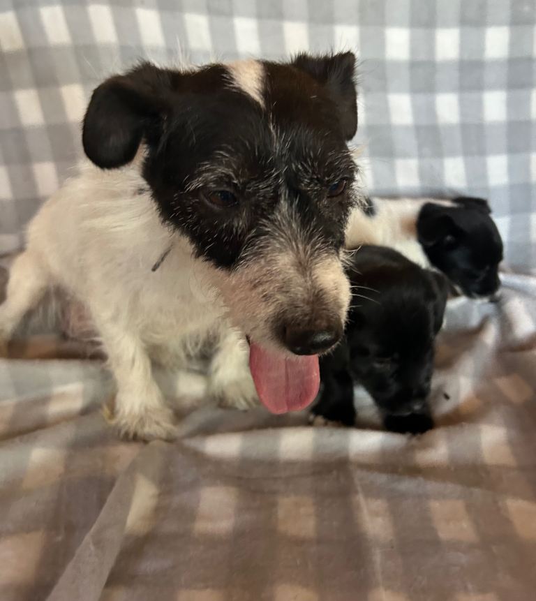 Jack Russell puppies