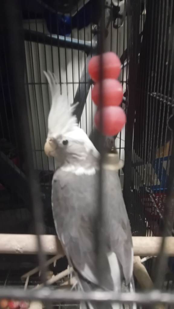 Two birds and cage 3 bags of unopened foodd