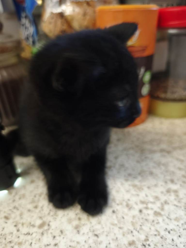 Kittens