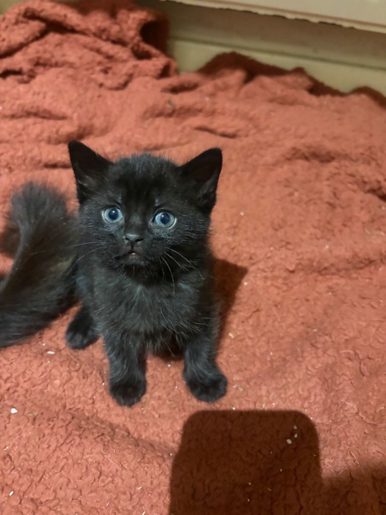 Kittens