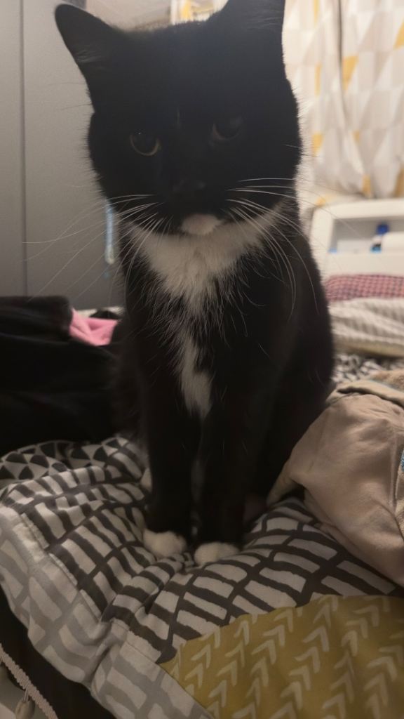 Tuxedo need to rehome 