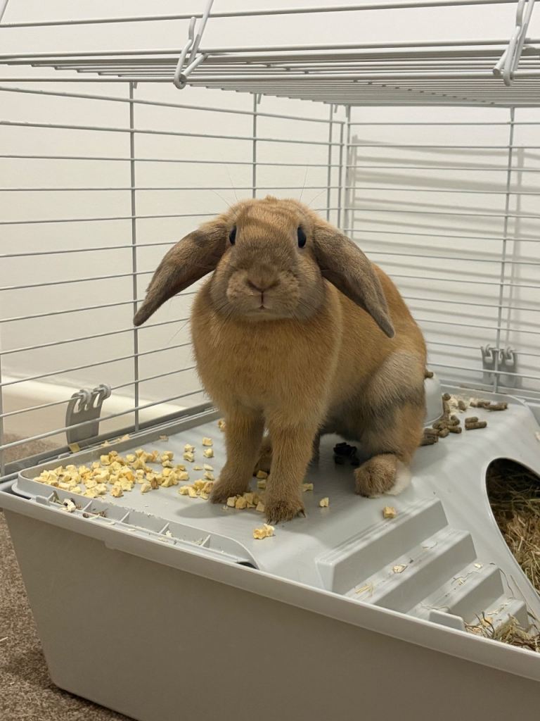 Rehoming my rabbit. 