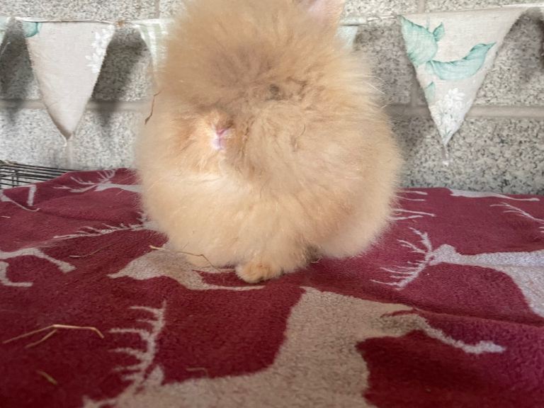 Lionheads