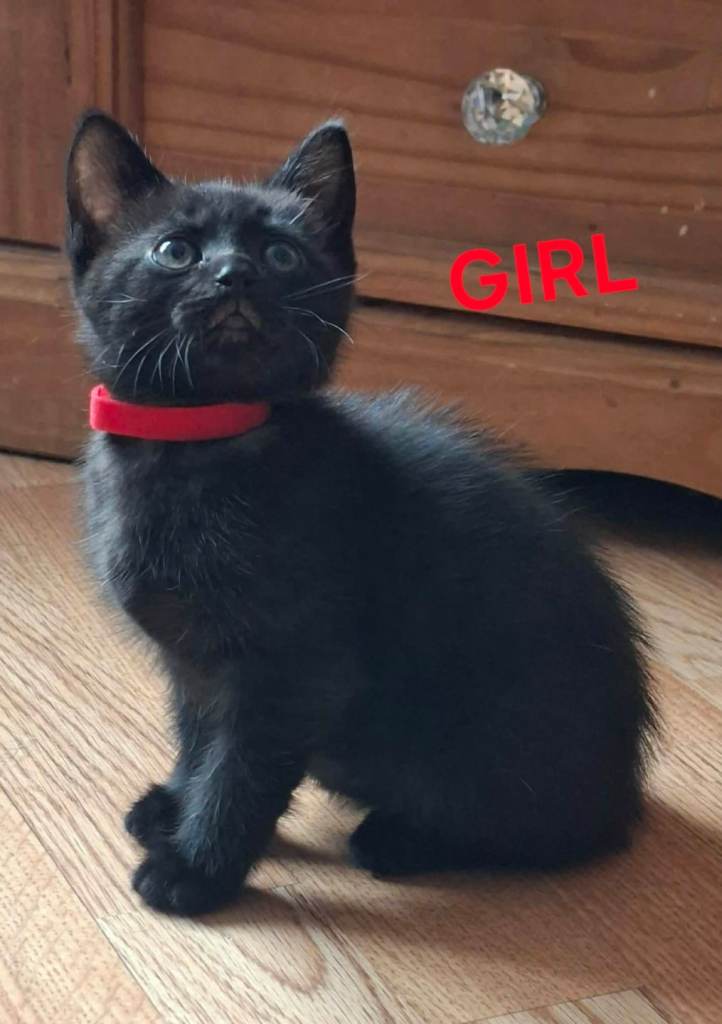 Beautiful kittens
