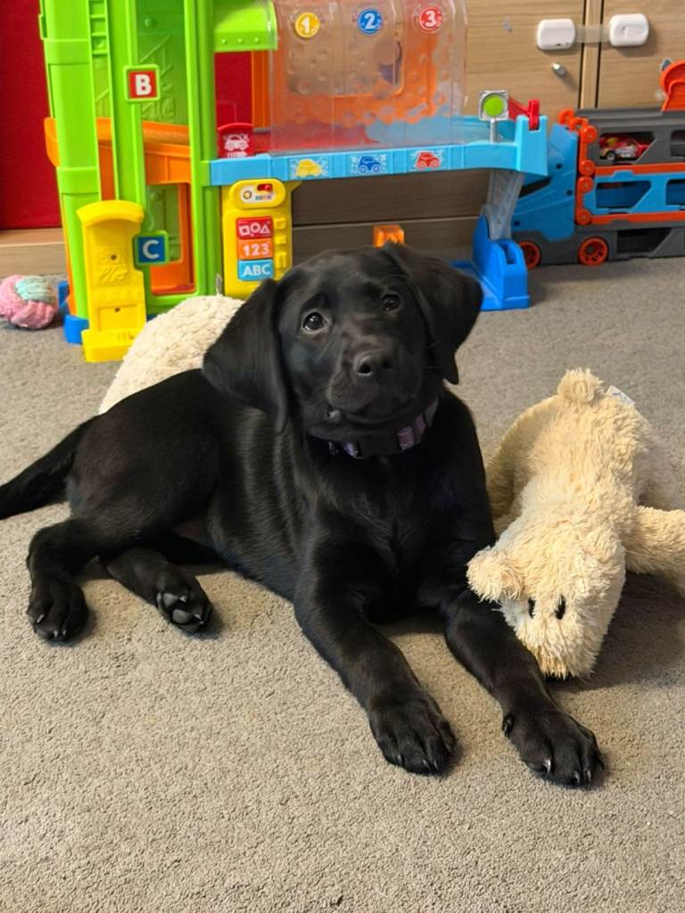 Female labrador retriever 