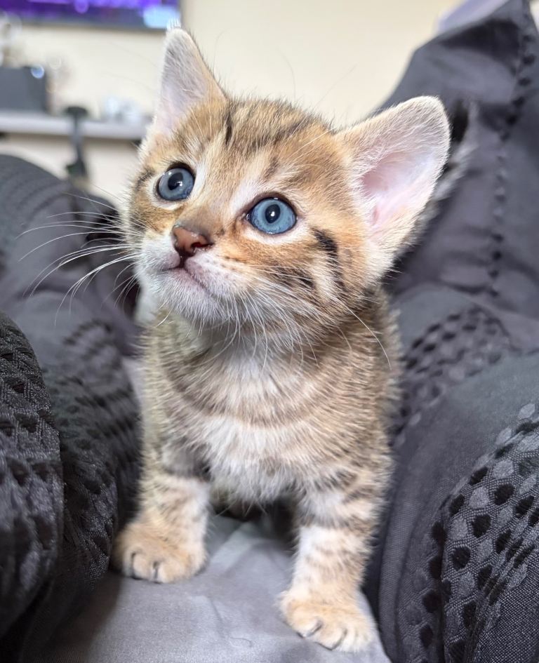 Mixed Bengal kittens 