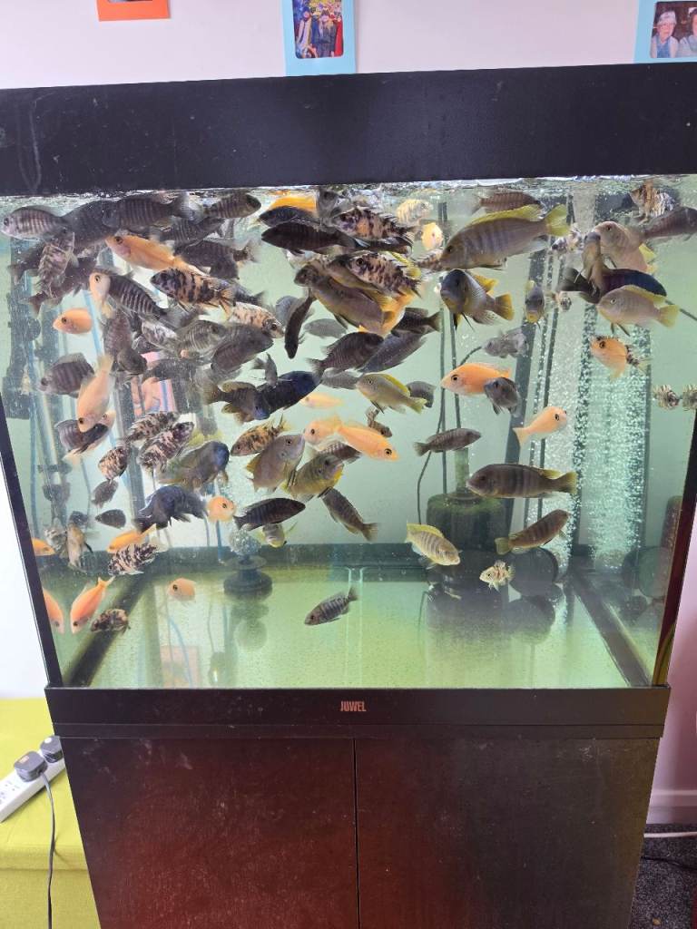 African cichlids only