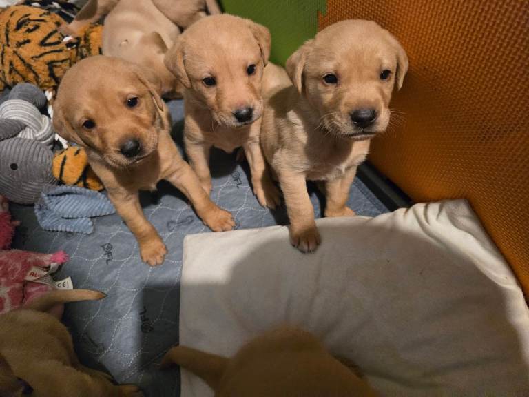 Labrador puppies 