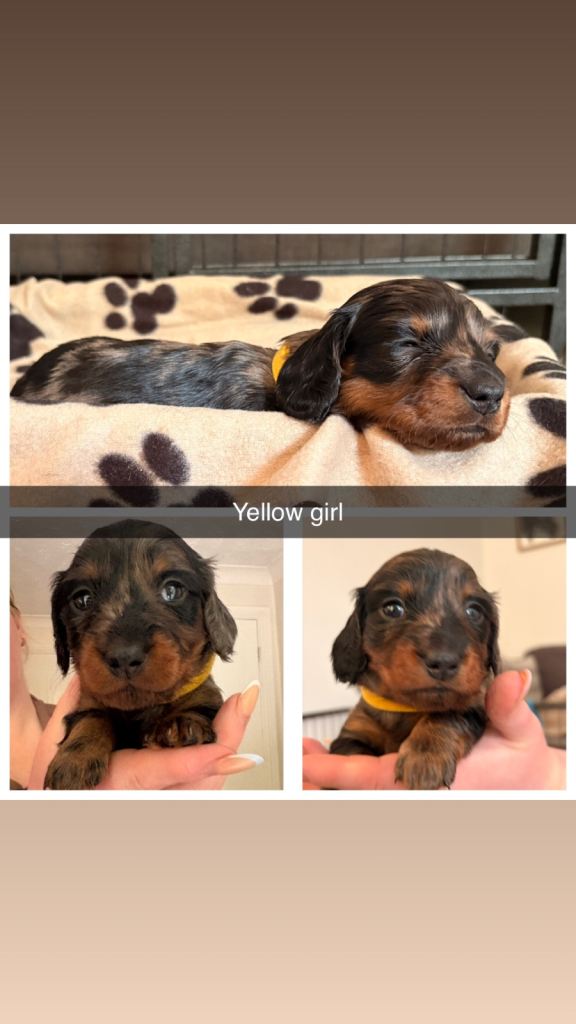 Miniature Dachshund puppies 