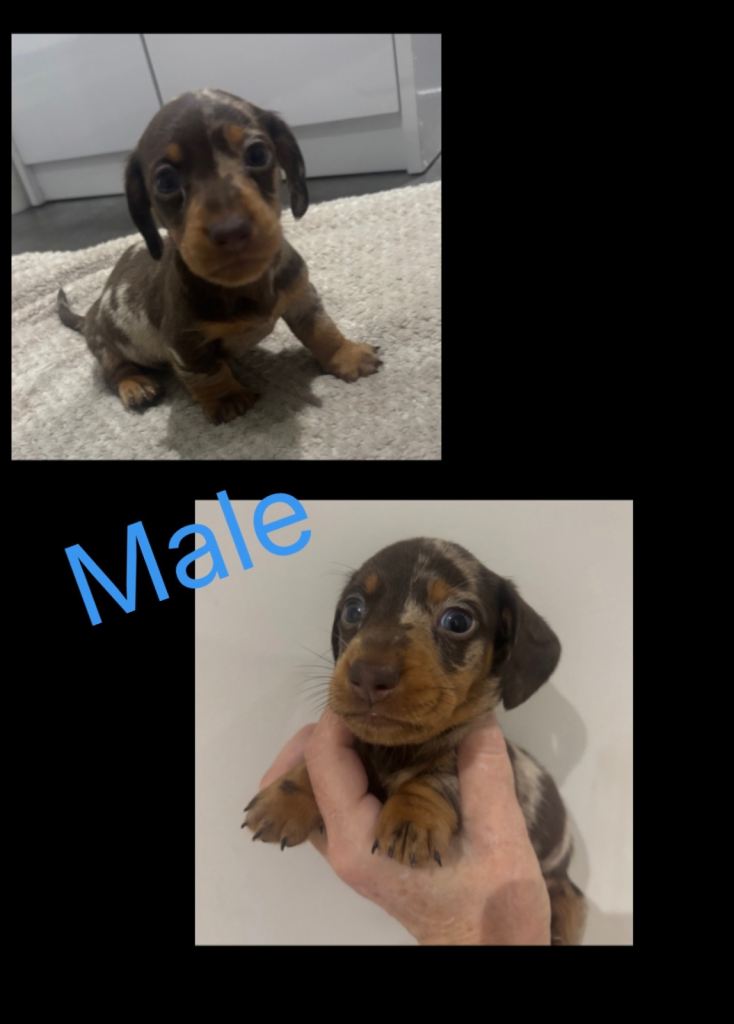 dachshund puppies 