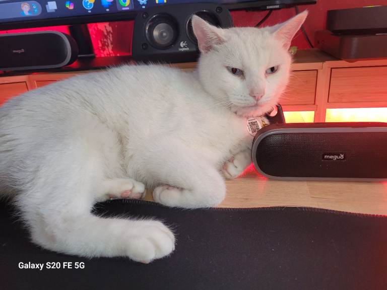 Turkish Angora twins