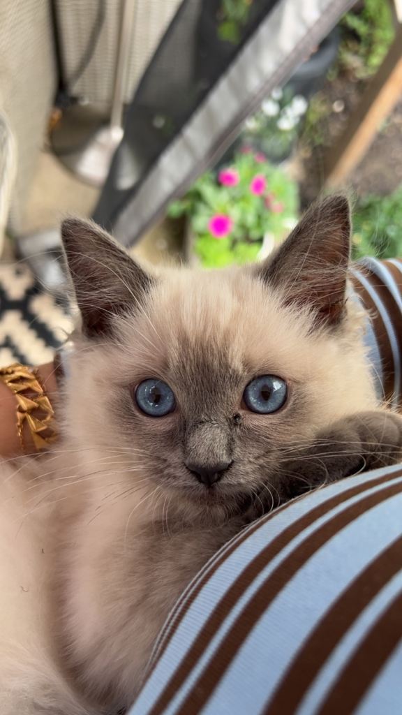 Ragdoll kitten for sale 