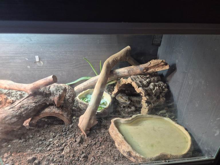 Bearded dragon 