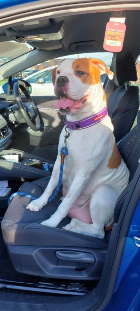 Cane Corso cross American bulldog puppy's 