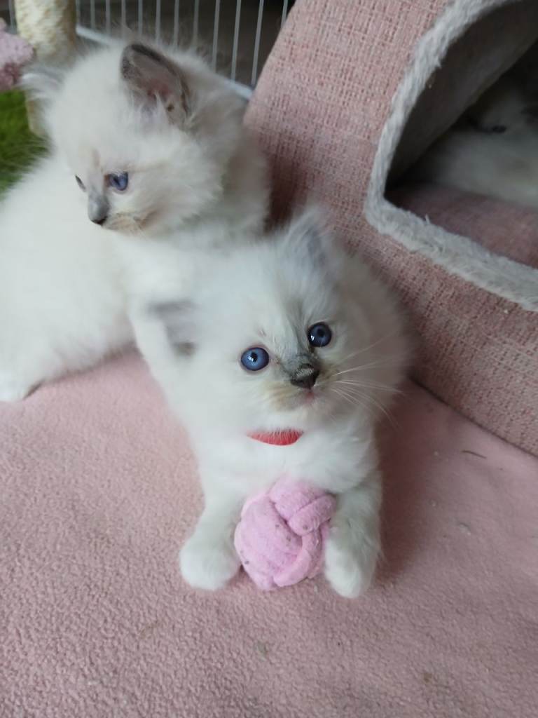 Ragdoll kittens