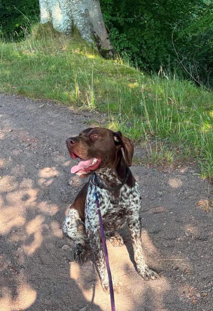 German shorthaired pointer