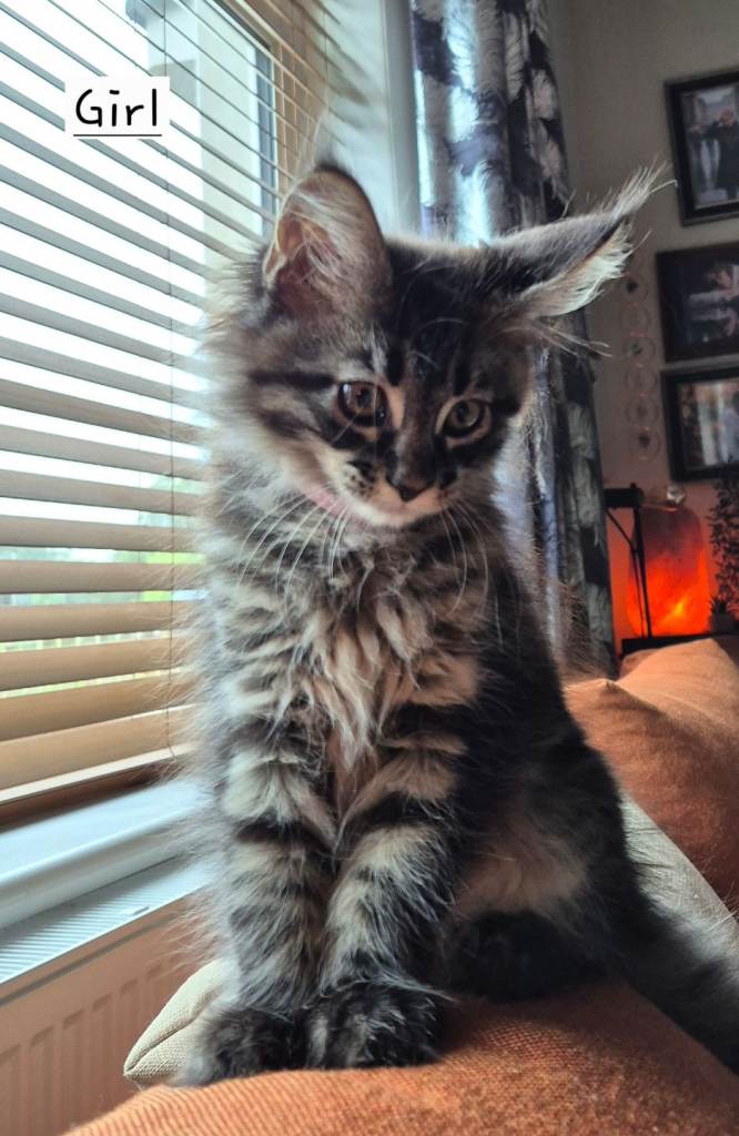 Stunning Pure Maine Coon Kittens for Sale. Price reduced last girl left. Only £800