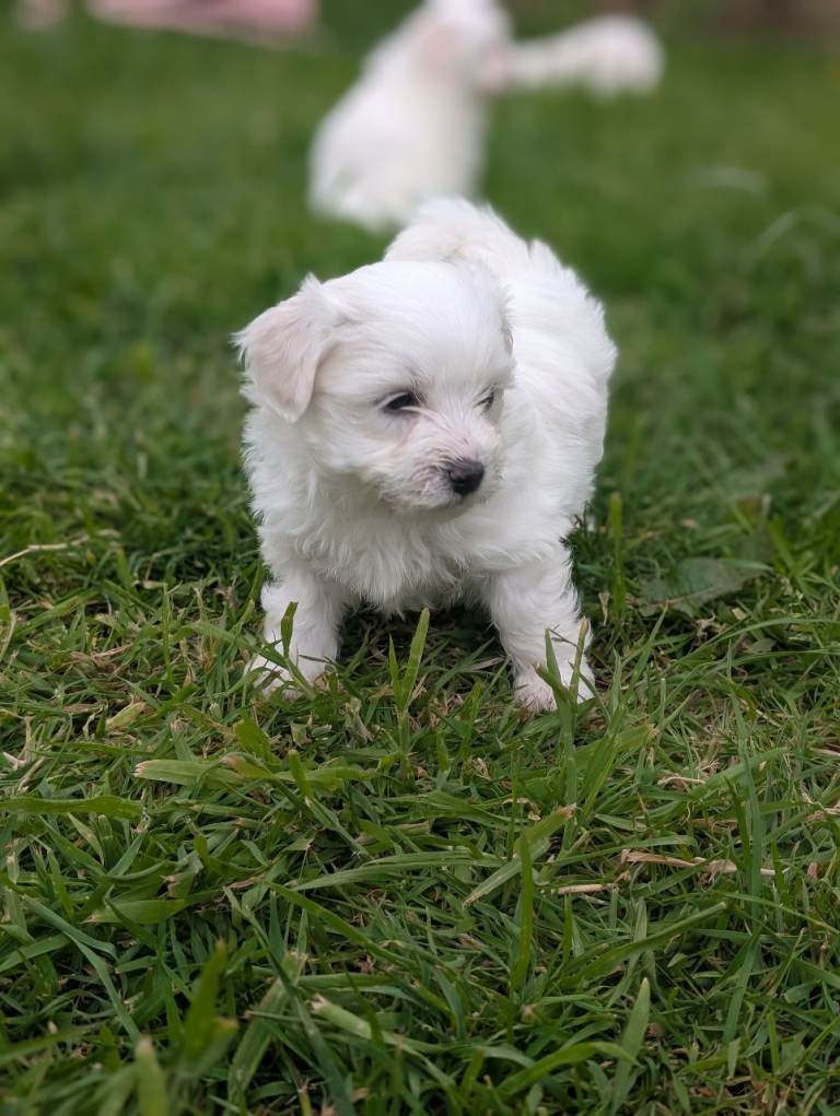 Beautiful Maltichon puppies 