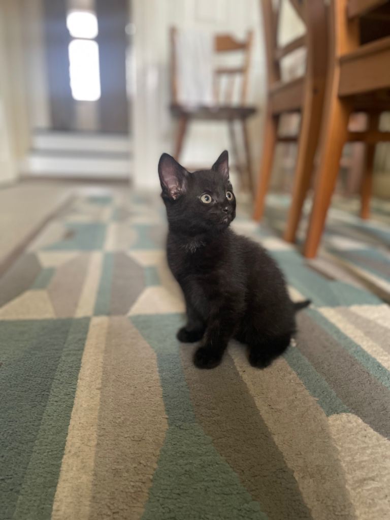 The kittens are ready for new home.