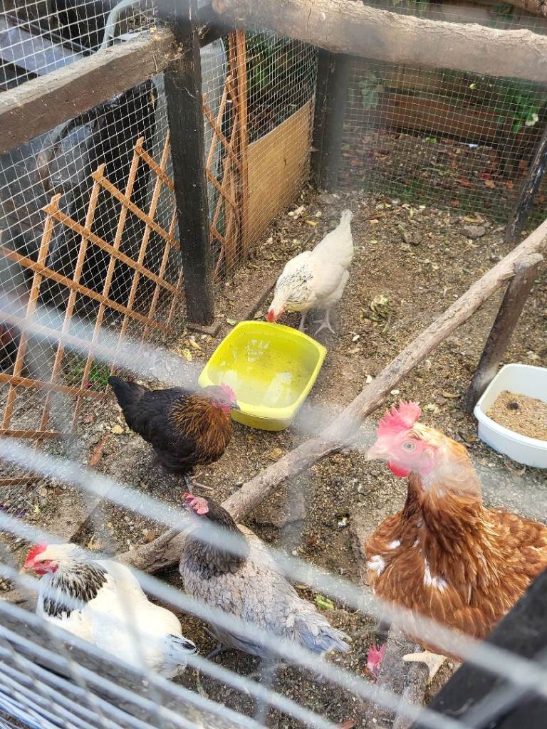 Chickens 