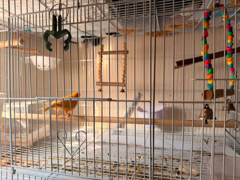 Canary breeder pair