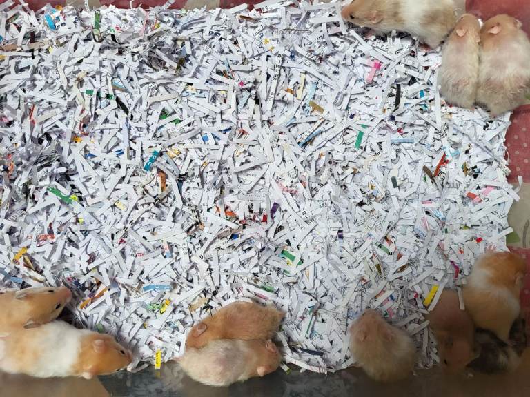 baby hamsters, syrians. lots of colours. £10  each.         