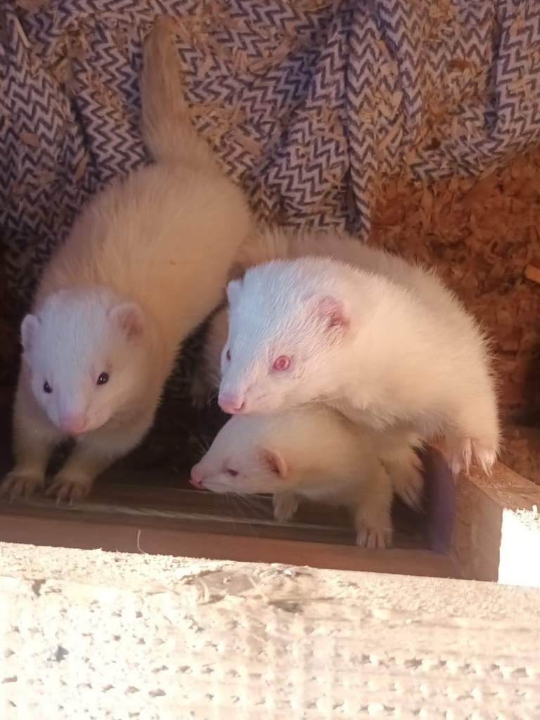 Ferrets for sale 