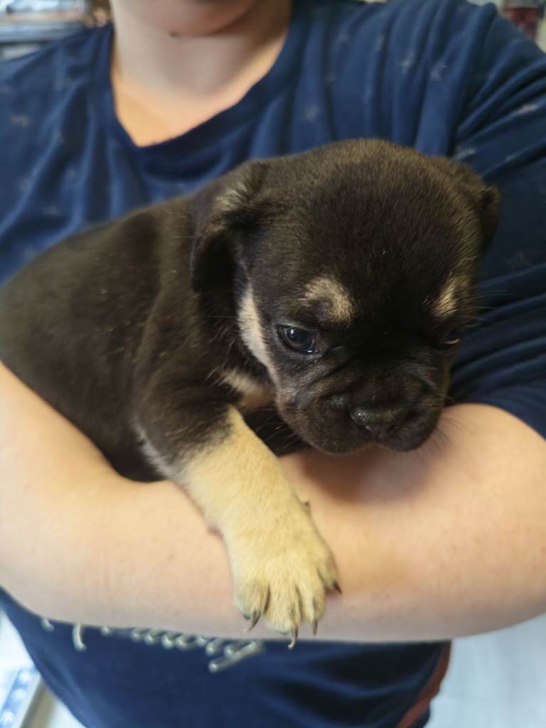 ,2 fluffy french bulldog pups and 1 shorthair