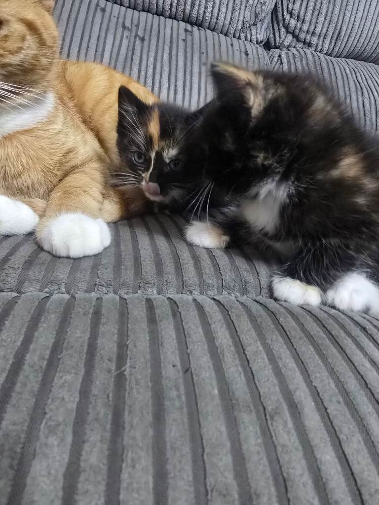 Ragdoll/ maine coon kittens 