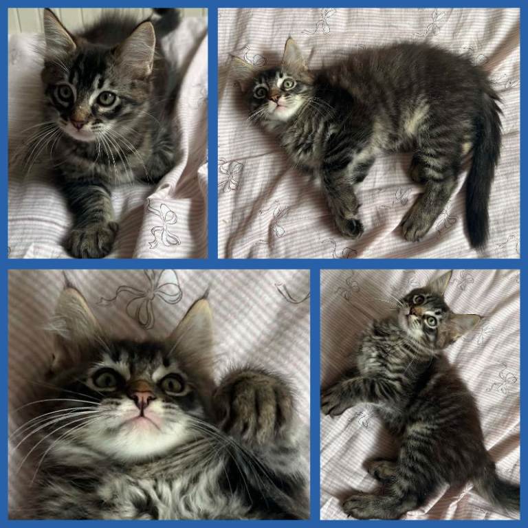 Beautiful Ragcoon kittens - Ragdoll/Maine Coon mix