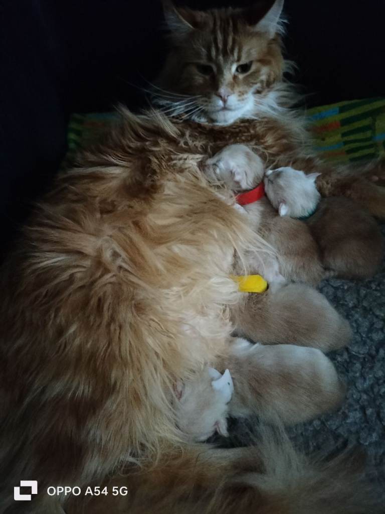 Maine Coon kittens