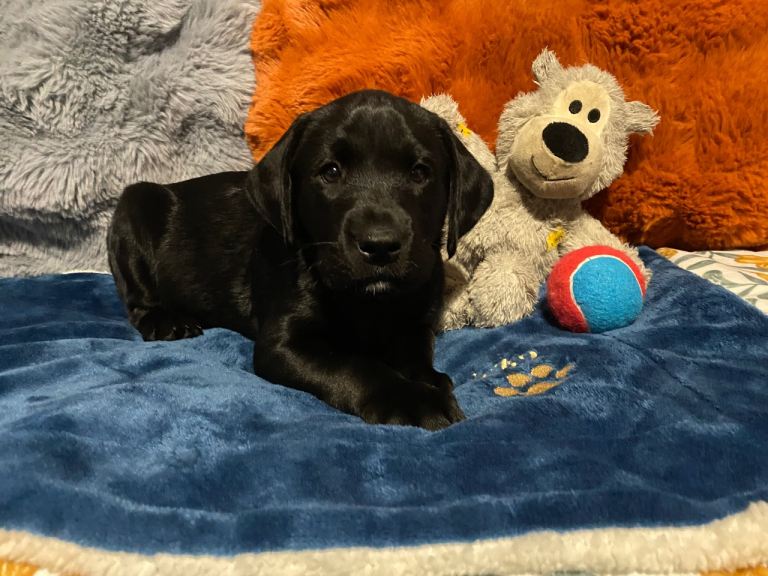 KC registered male puppy available from fully health tested parentage