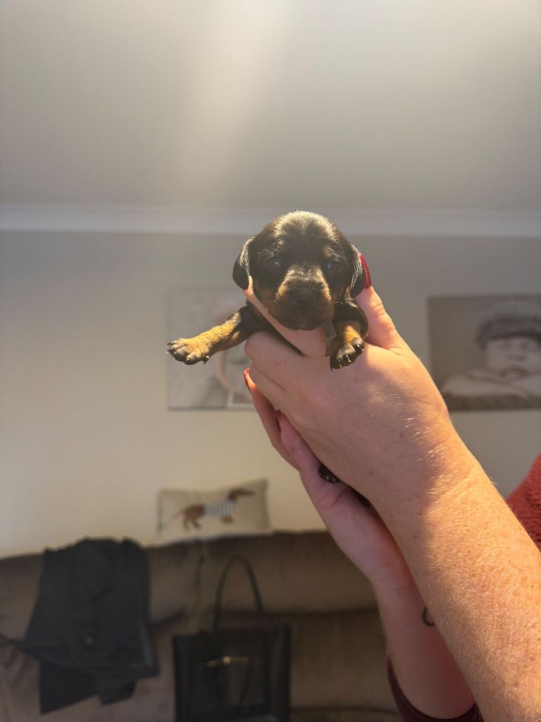 Doxie pin puppies for sale 