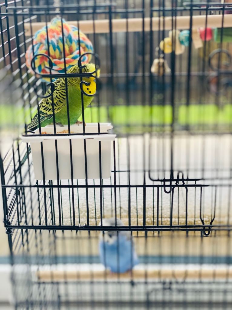 Pair of Budgies for sale - including cage and toys 