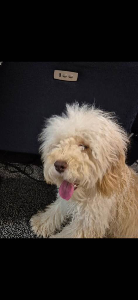 9 month old cockapoo