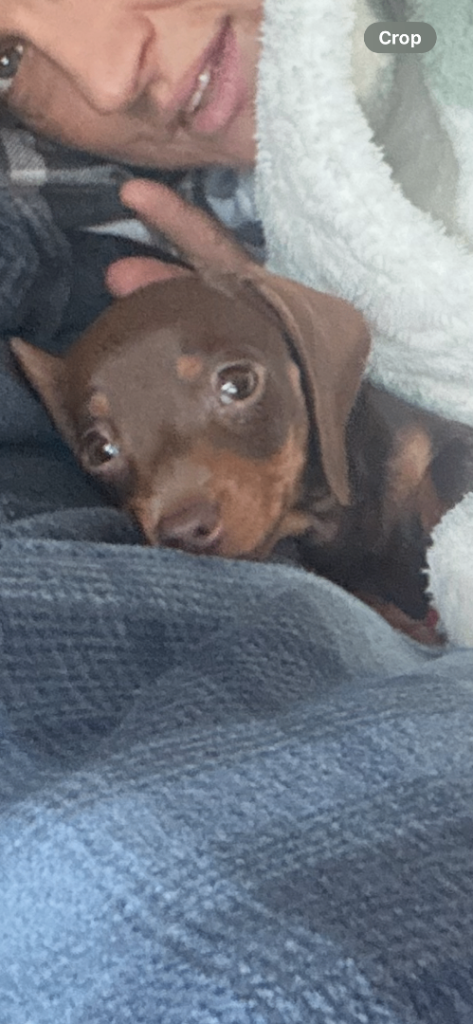 Miniature dachshund dash hound tiny 4 months