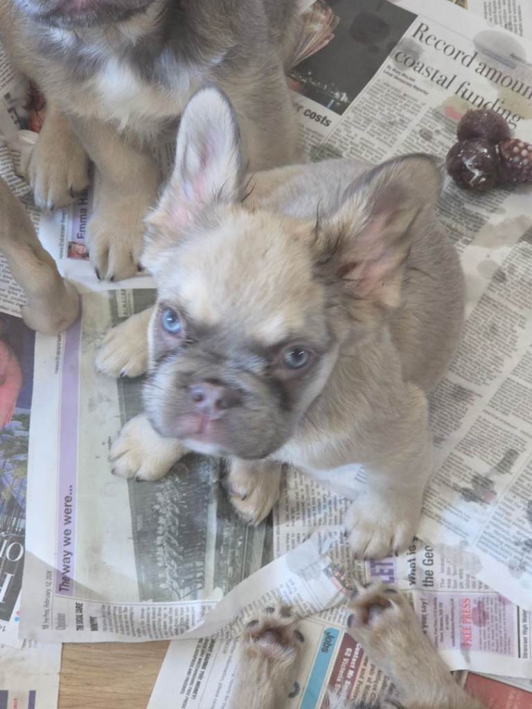 Stunning French bulldog pups 